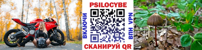 Псилоцибиновые грибы Cubensis  Дзержинский 